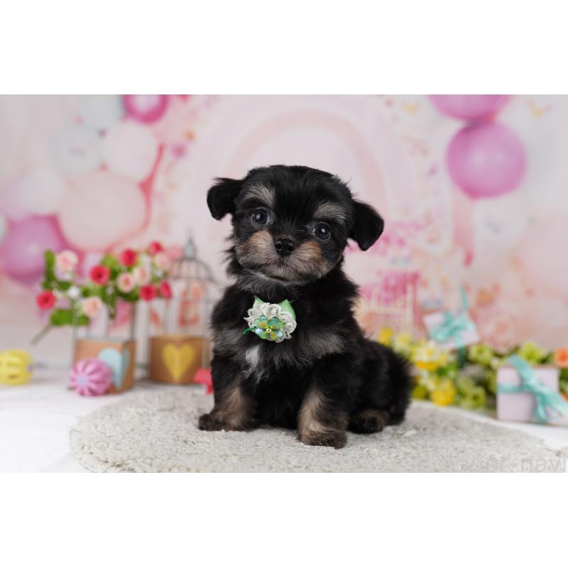販売中の東京都のミックス犬-406163の6枚目