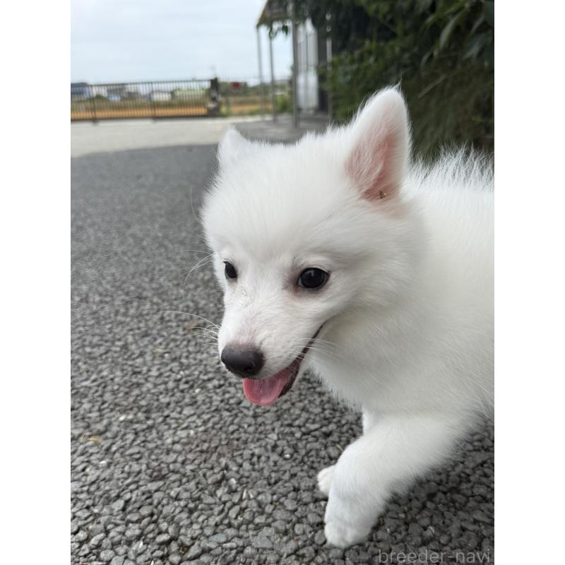 成約済の静岡県の日本スピッツ-401832の3枚目