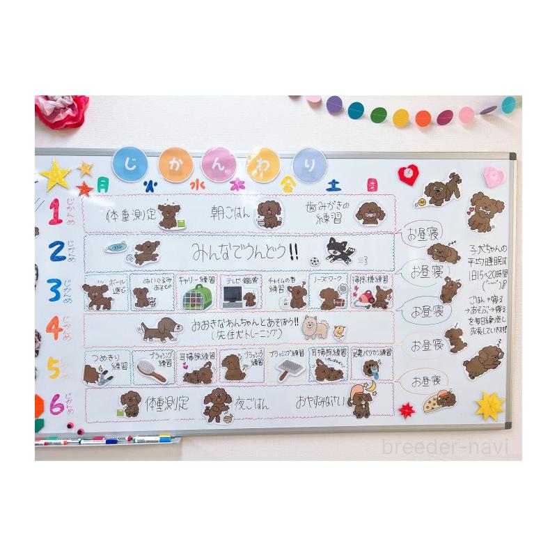 販売中の栃木県のトイプードル-406415の9枚目
