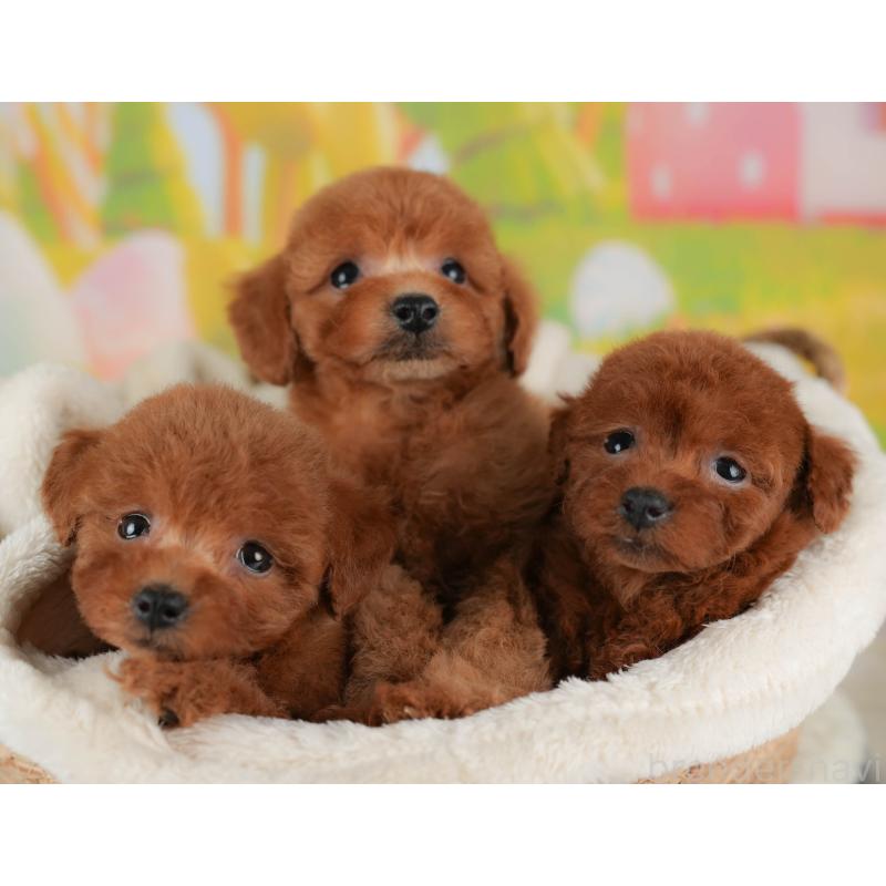 販売中の栃木県のトイプードル-406426の6枚目