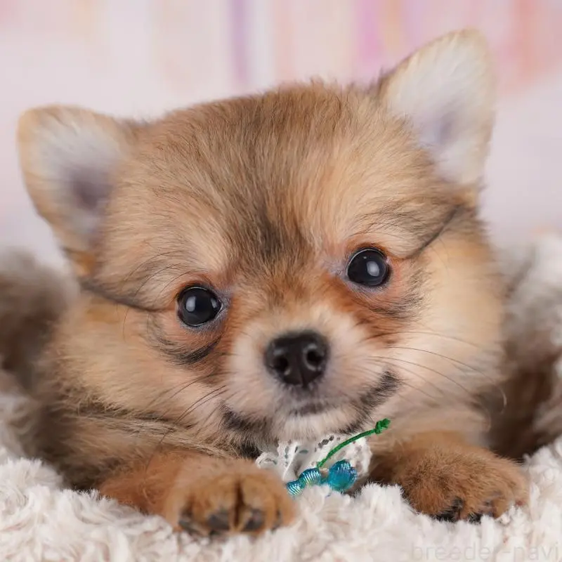 販売中の東京都のミックス犬-407329