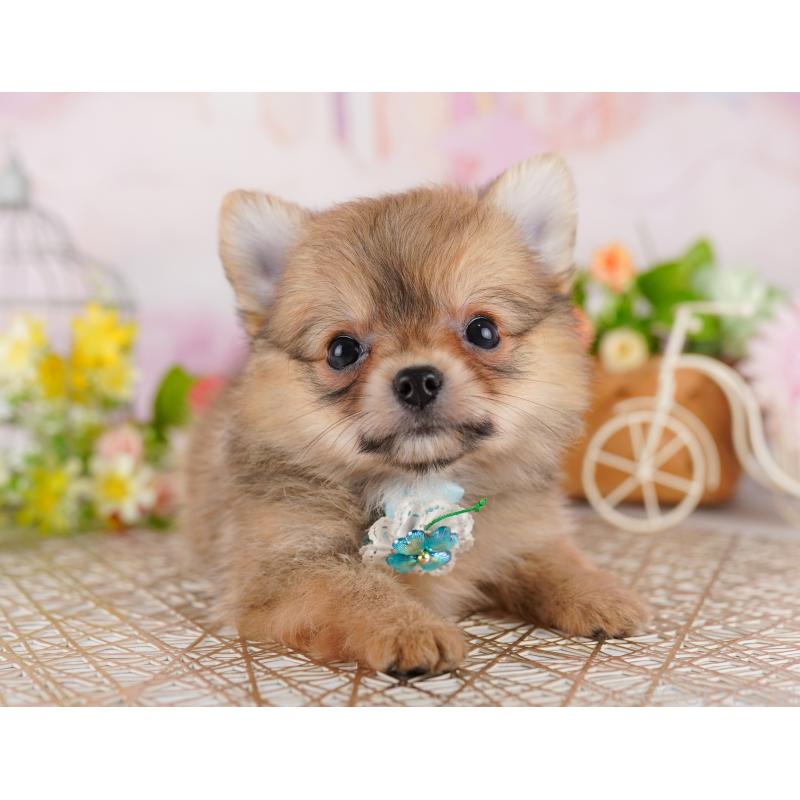 販売中の東京都のミックス犬-407329の6枚目