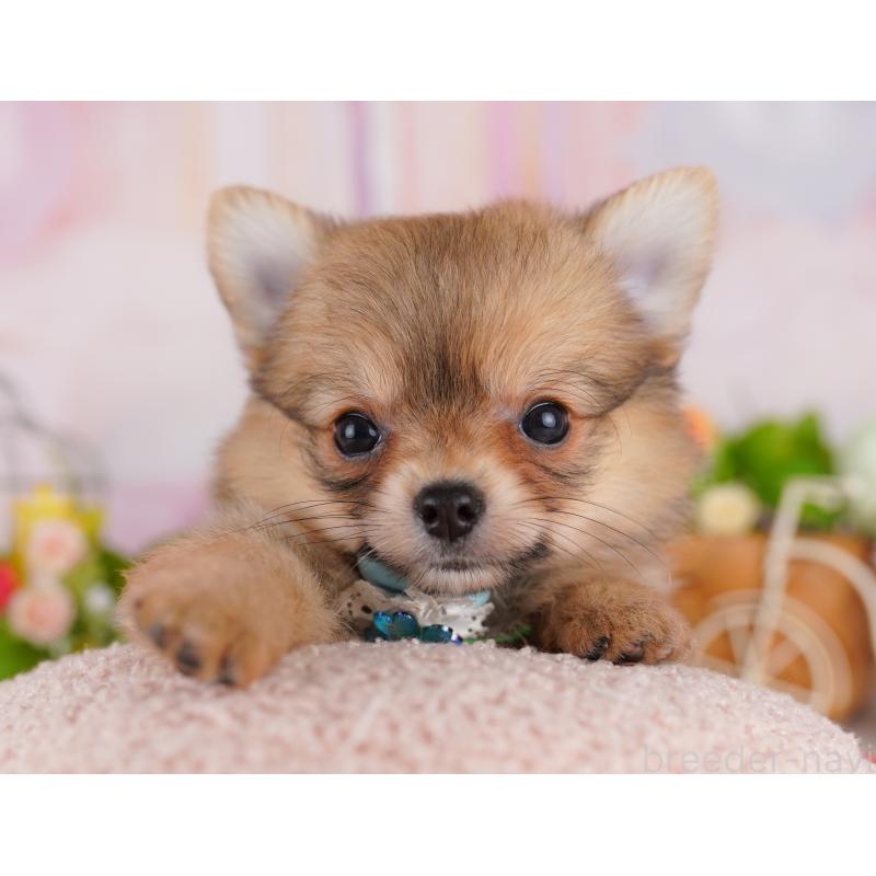 販売中の東京都のミックス犬-407329の5枚目