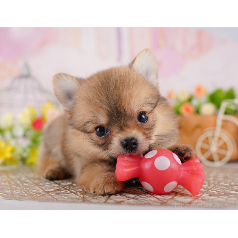販売中の東京都のミックス犬-407329の4枚目