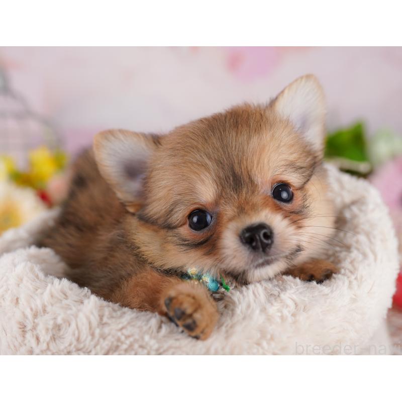 販売中の東京都のミックス犬-407329の3枚目