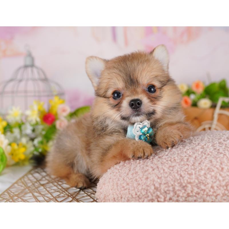 販売中の東京都のミックス犬-407329の2枚目