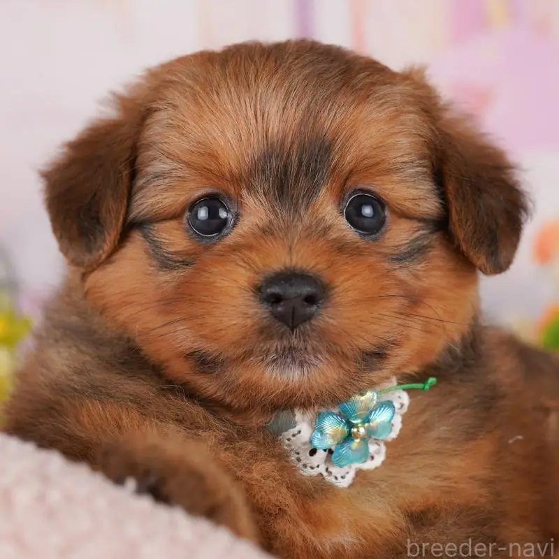 販売中の東京都のミックス犬-407325