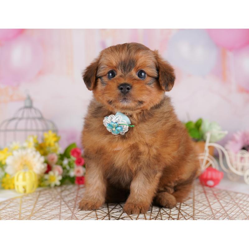 販売中の東京都のミックス犬-407325の6枚目