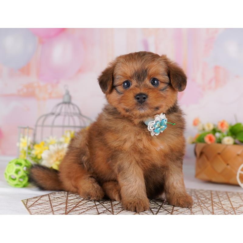 販売中の東京都のミックス犬-407325の4枚目