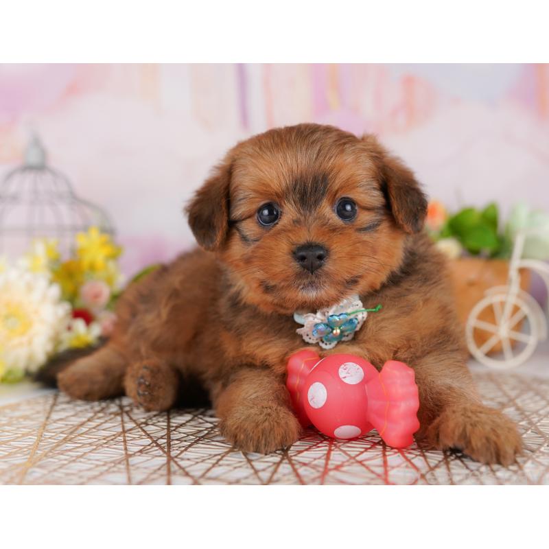 販売中の東京都のミックス犬-407325の3枚目