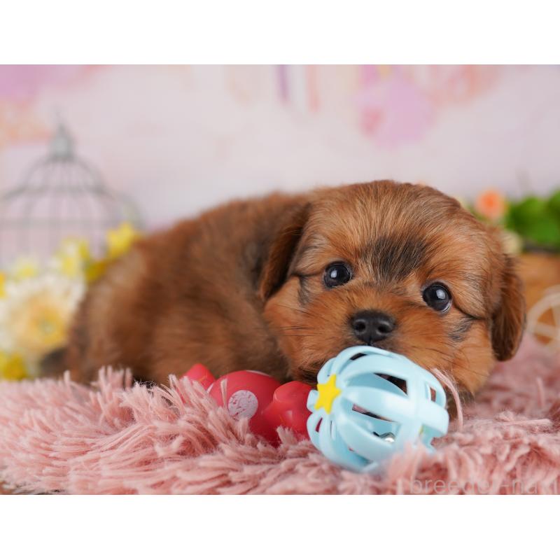 販売中の東京都のミックス犬-407325の2枚目