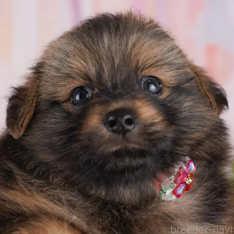 販売中の東京都のミックス犬-407324
