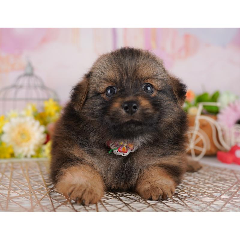 販売中の東京都のミックス犬-407324の6枚目