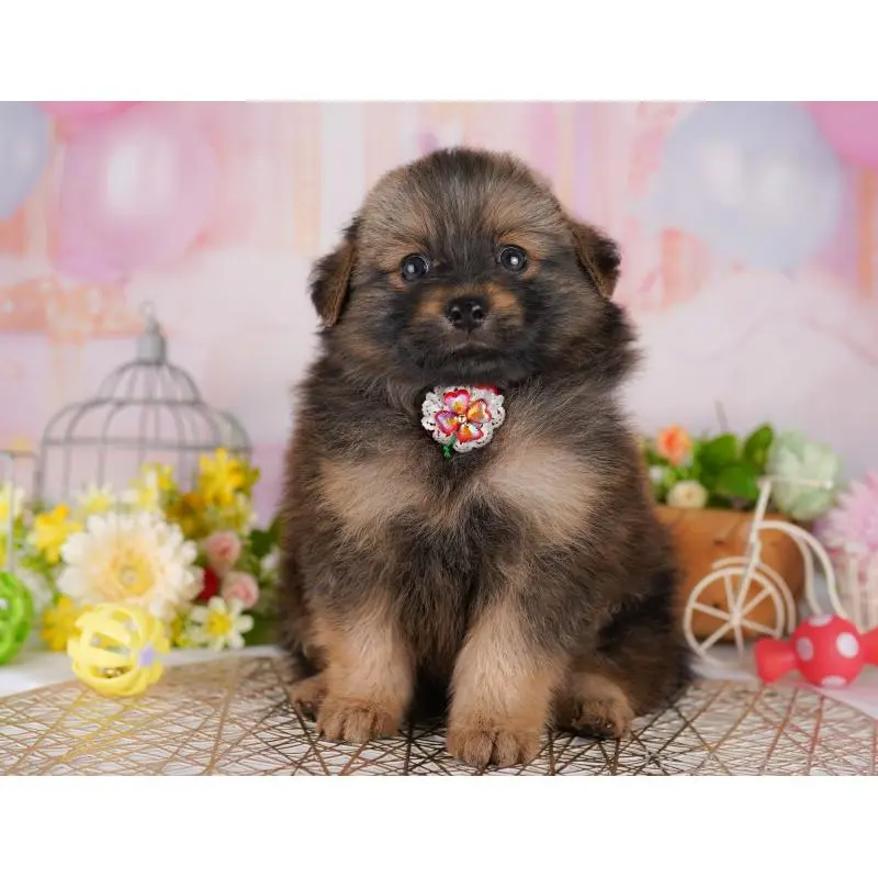 販売中の東京都のミックス犬-407324の5枚目