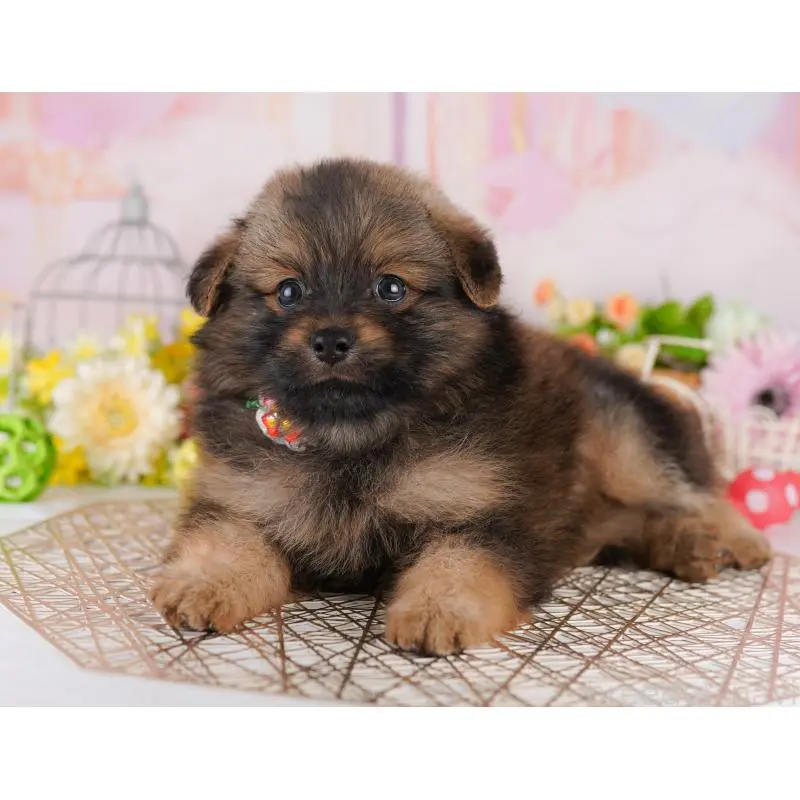 販売中の東京都のミックス犬-407324の4枚目
