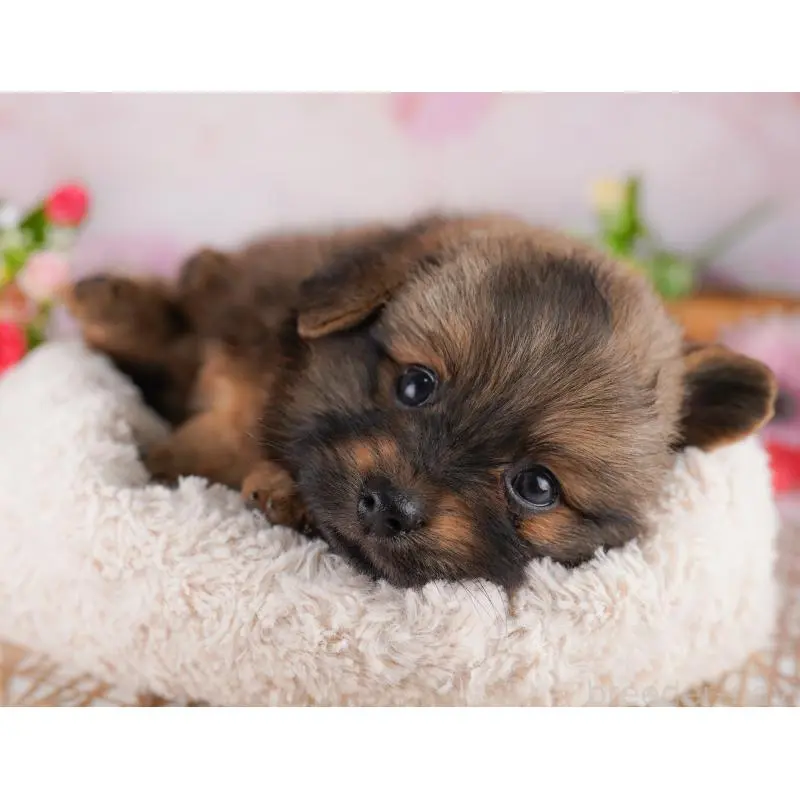 販売中の東京都のミックス犬-407324の3枚目