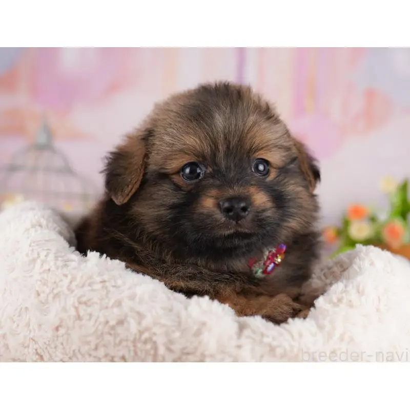 販売中の東京都のミックス犬-407324の2枚目