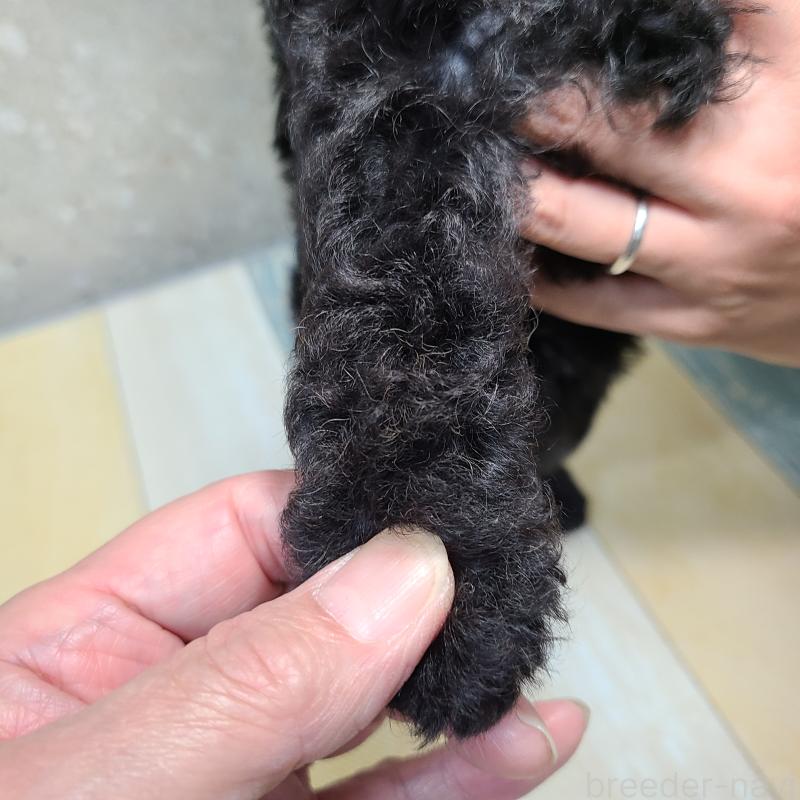 販売中の和歌山県のトイプードル-405987の6枚目
