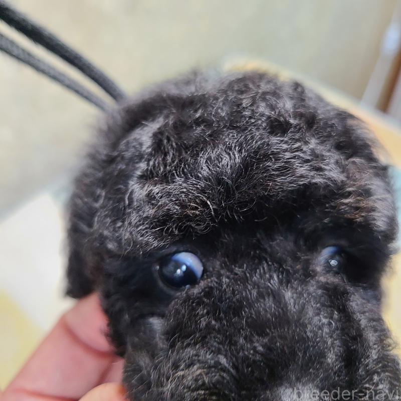 販売中の和歌山県のトイプードル-405987の3枚目