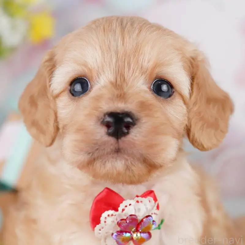 販売中の東京都のミックス犬-407314