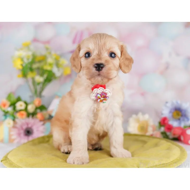 販売中の東京都のミックス犬-407314の6枚目