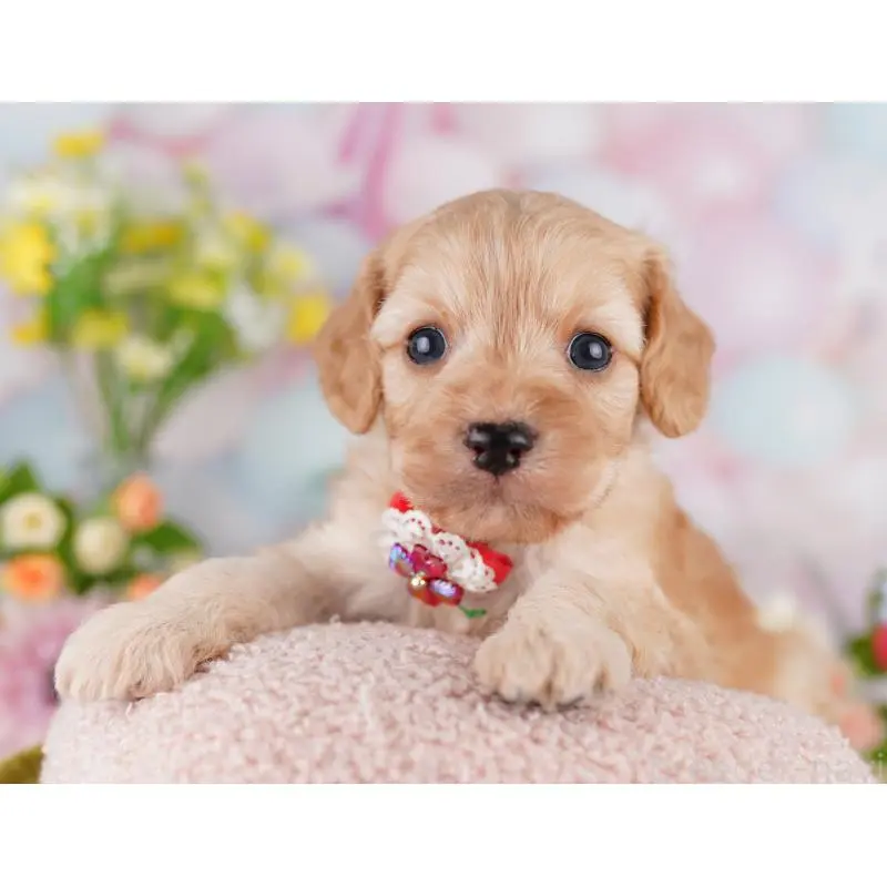 販売中の東京都のミックス犬-407314の5枚目