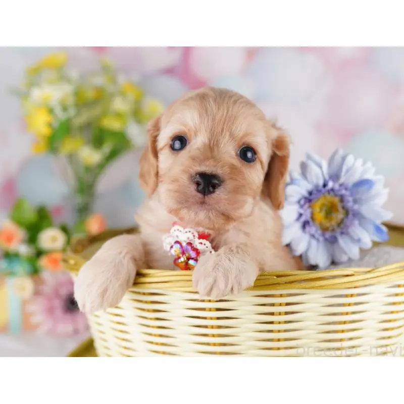 販売中の東京都のミックス犬-407314の4枚目