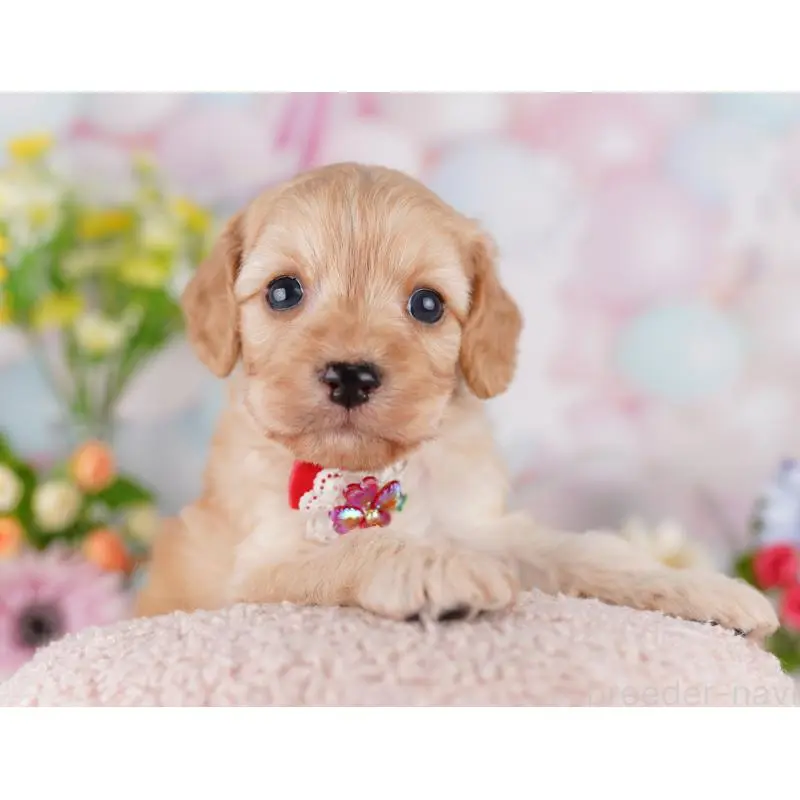 販売中の東京都のミックス犬-407314の3枚目