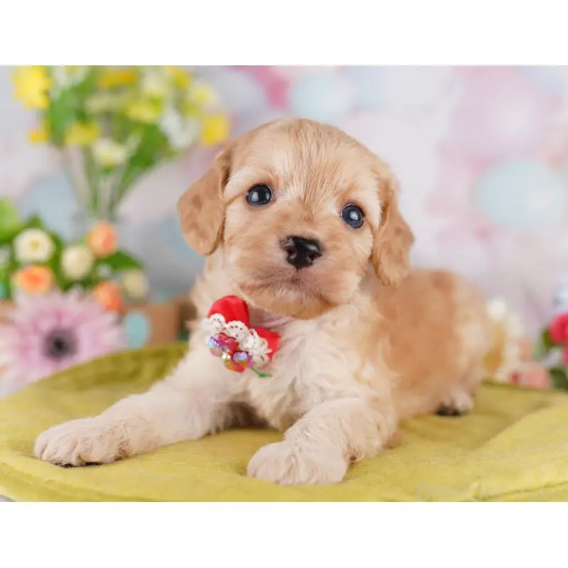 販売中の東京都のミックス犬-407314の2枚目