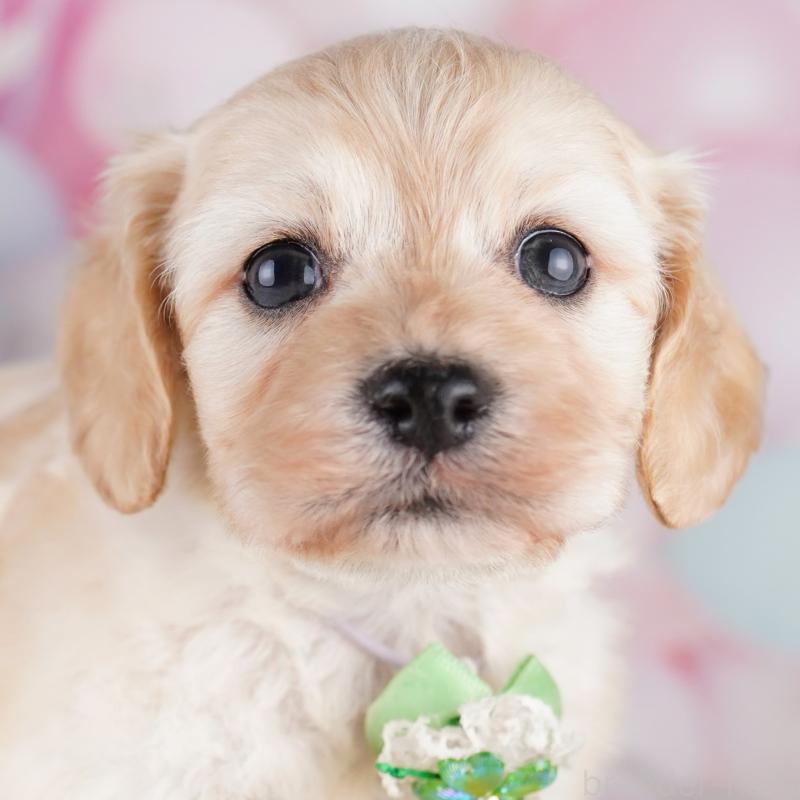 販売中の東京都のミックス犬-407313の1枚目