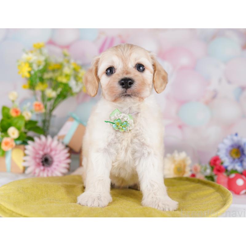 販売中の東京都のミックス犬-407313の6枚目