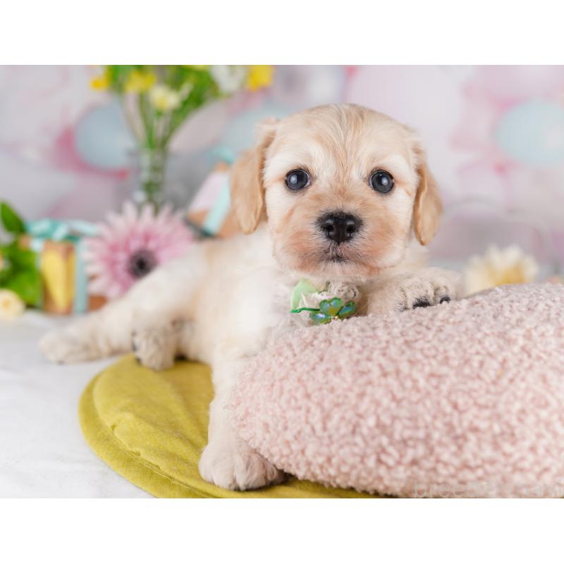 販売中の東京都のミックス犬-407313の5枚目
