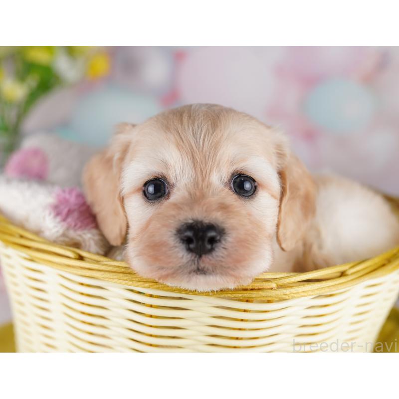 販売中の東京都のミックス犬-407313の4枚目