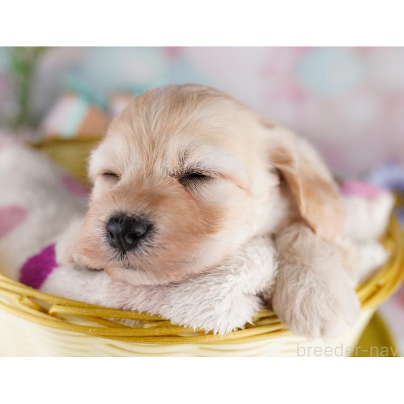 販売中の東京都のミックス犬-407313の3枚目