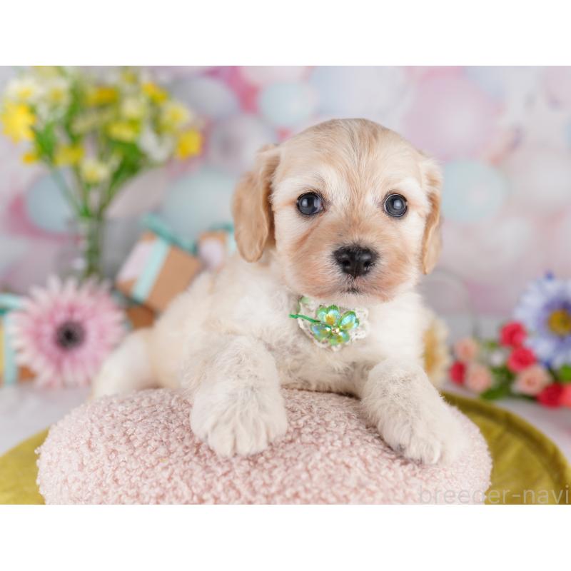 販売中の東京都のミックス犬-407313の2枚目