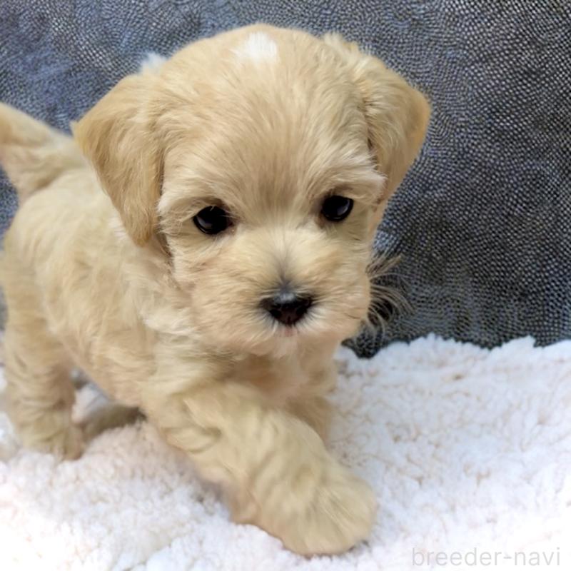 商談中の岐阜県のミックス犬-400566の3枚目