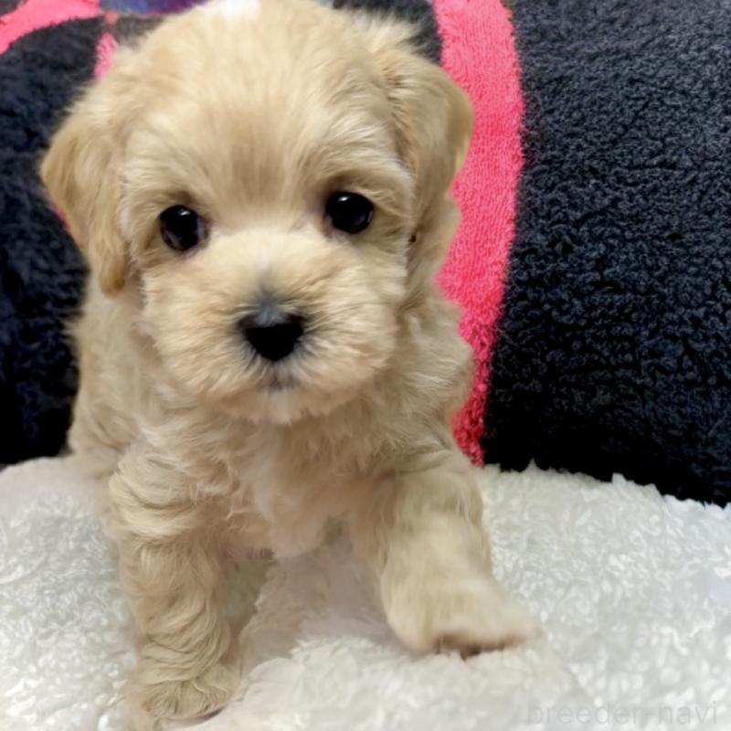 商談中の岐阜県のミックス犬-400566の2枚目