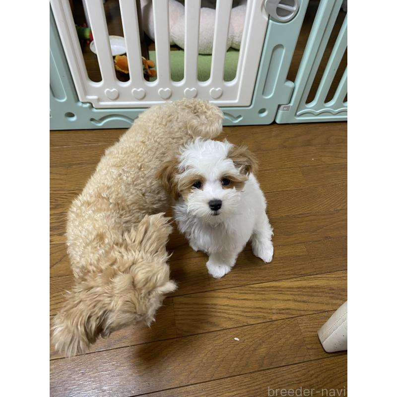 成約済の熊本県のミックス犬-401756の2枚目