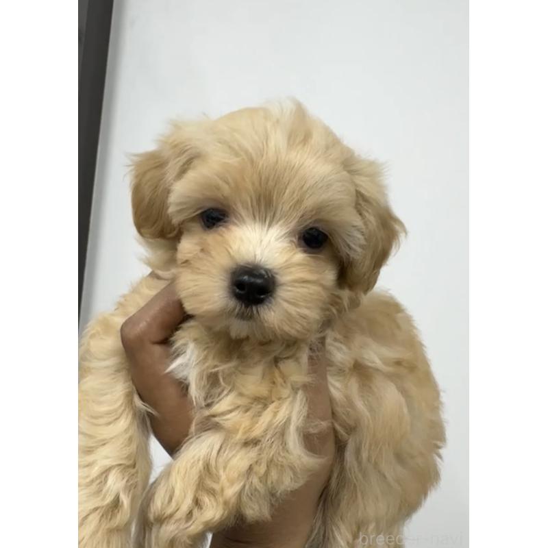 販売中の福岡県のマルプー:マルチーズ×トイプードル-405993の3枚目