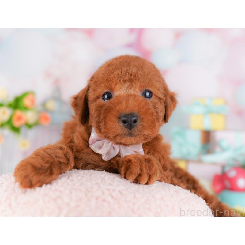 販売中の千葉県のトイプードル-406695の4枚目