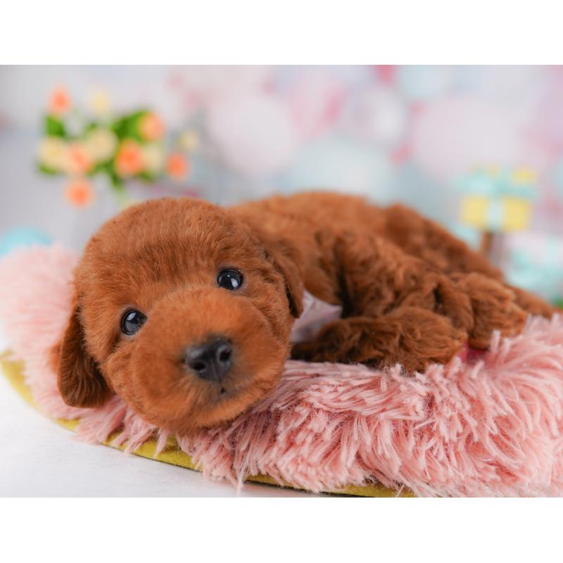 販売中の千葉県のトイプードル-406695の3枚目