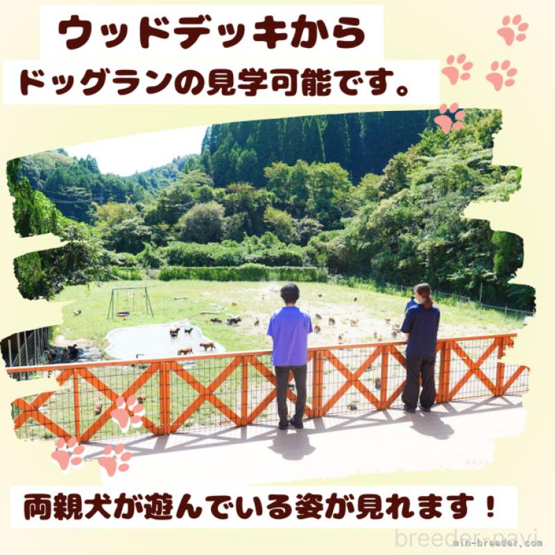 販売中の千葉県のミニチュアダックスフンド(ロングヘアード)-406586の10枚目