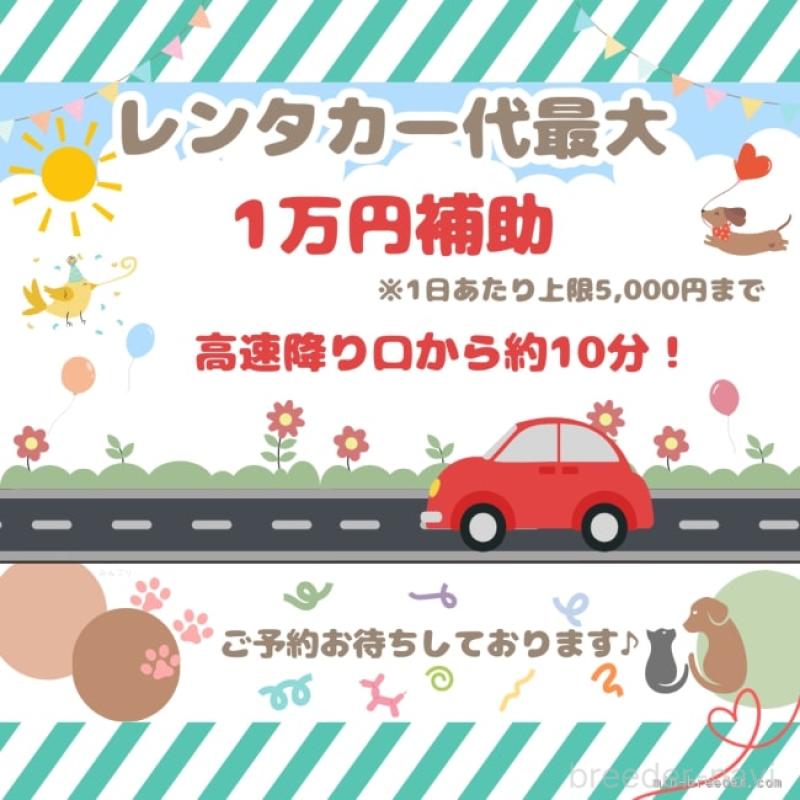 販売中の千葉県のミニチュアダックスフンド(ロングヘアード)-406586の11枚目