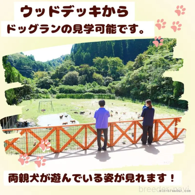 販売中の千葉県のコッカプー:アメリカンコッカースパニエル×トイプードル-406570の11枚目
