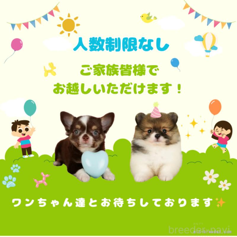 販売中の千葉県のトイプードル-406443の13枚目