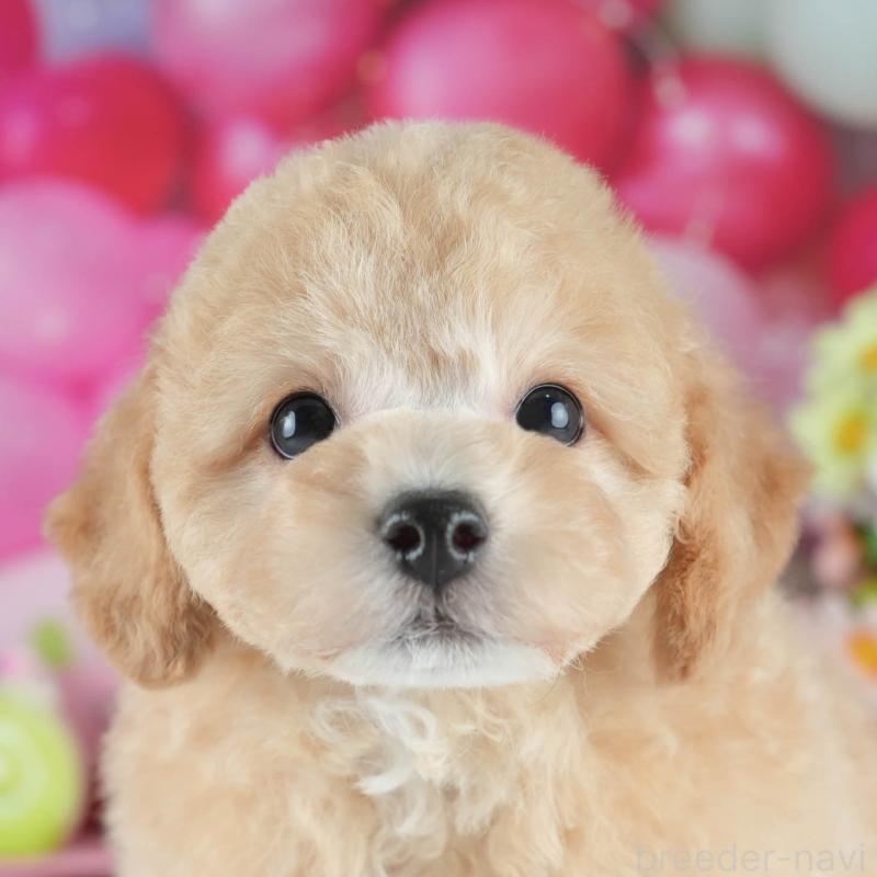 販売中ののミックス犬-406480