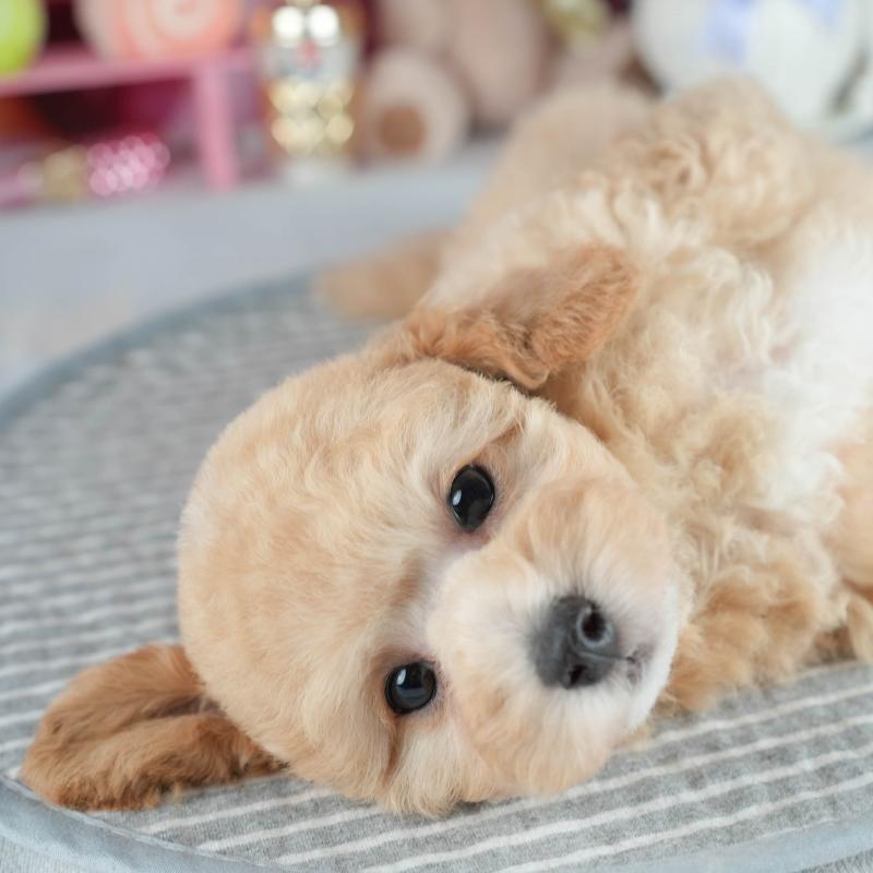 販売中の埼玉県のミックス犬-406480の6枚目