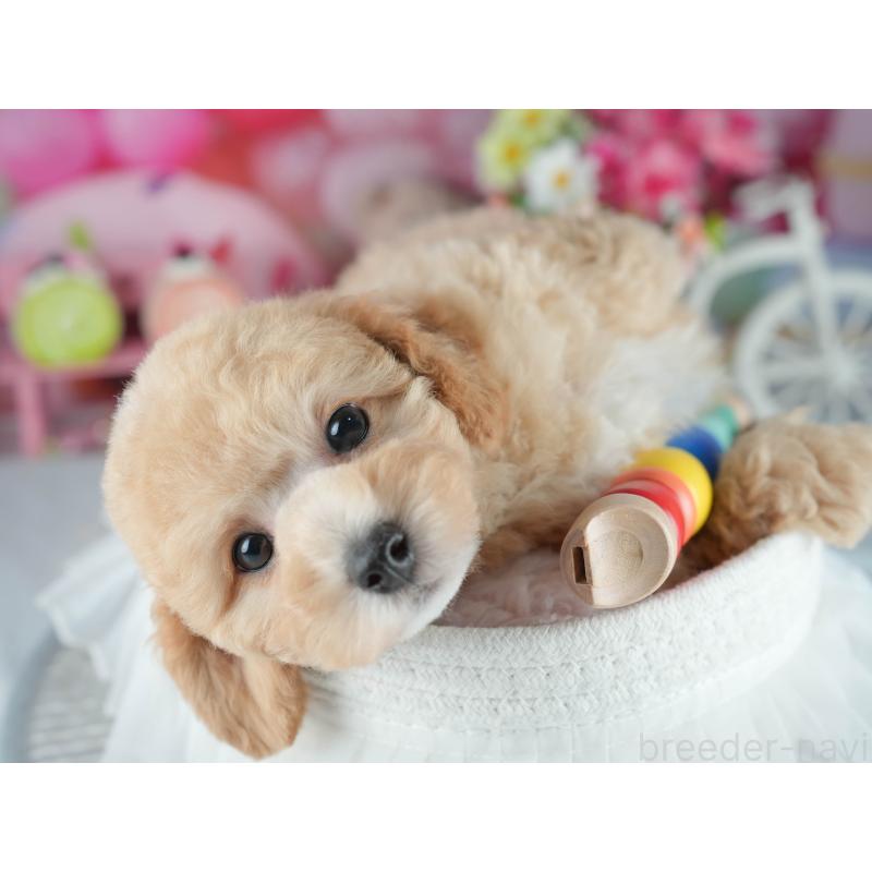 販売中の埼玉県のミックス犬-406480の5枚目