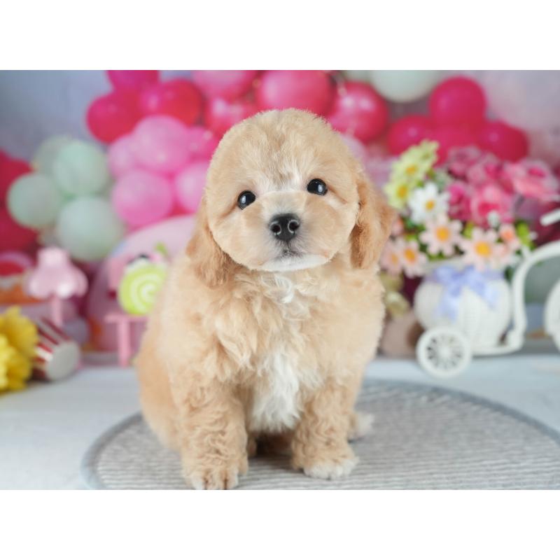 販売中の埼玉県のミックス犬-406480の4枚目