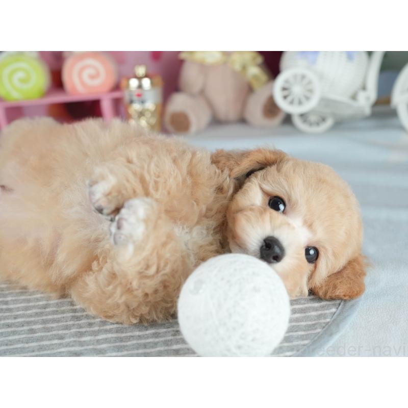 販売中の埼玉県のミックス犬-406480の3枚目